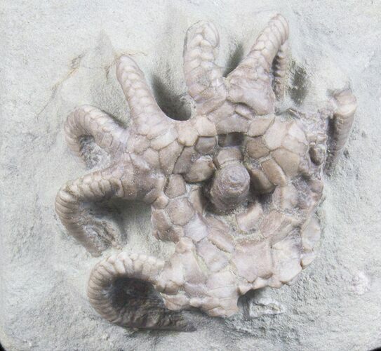 Crinoid (Agaricocrinus) Fossil - Crawfordsville, Indiana #78291